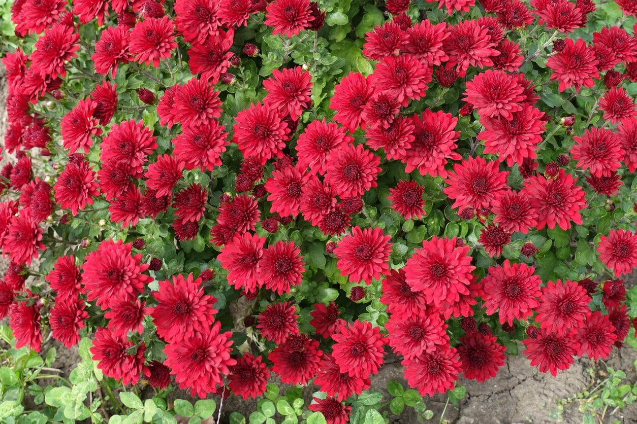 Chrysanthemums