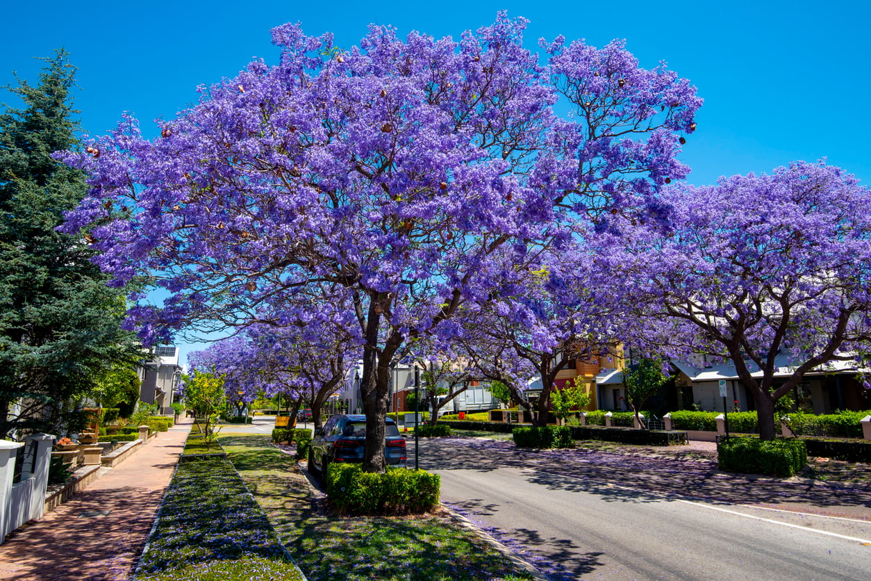 Jacaranda Tree Blossom