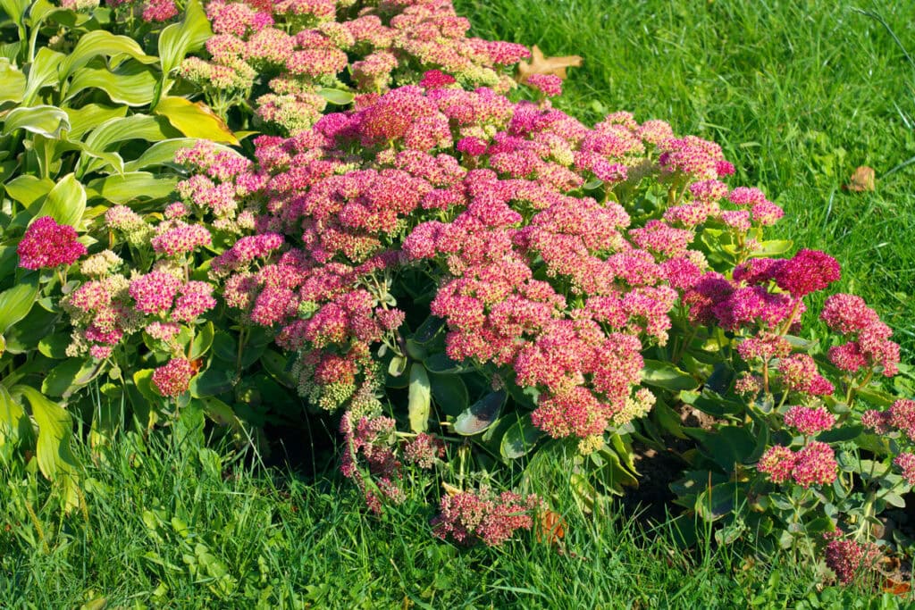 12 Low-Mess Flowers That Keep Borders Looking Neat