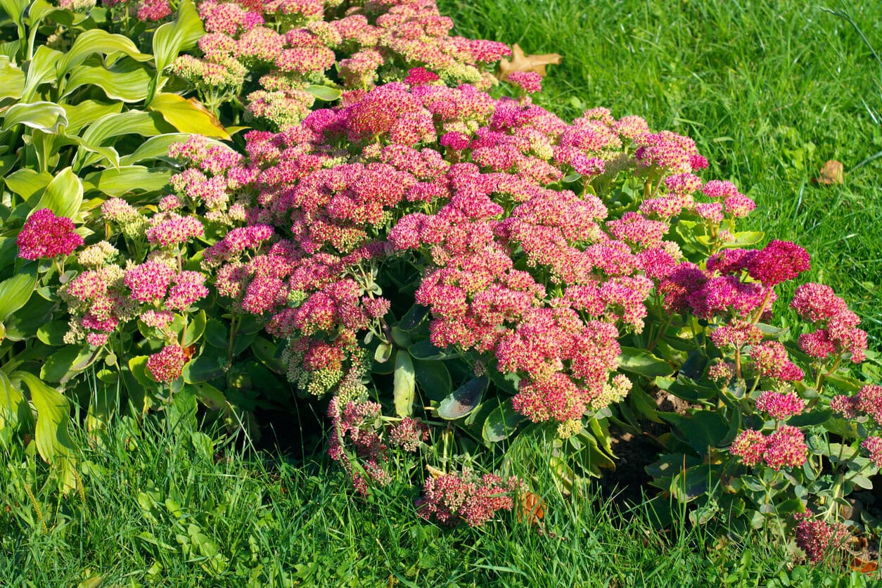 Sedum Autumn Joy
