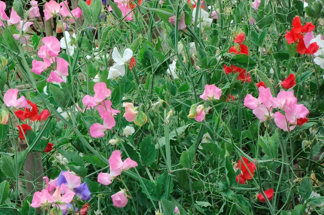 Sweet pea flowers