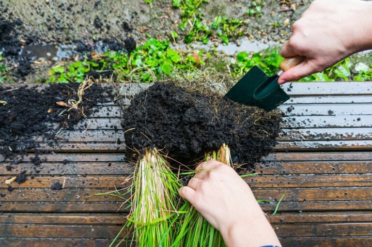 8 Best Plants to Divide in April Before Summer Heat Arrives