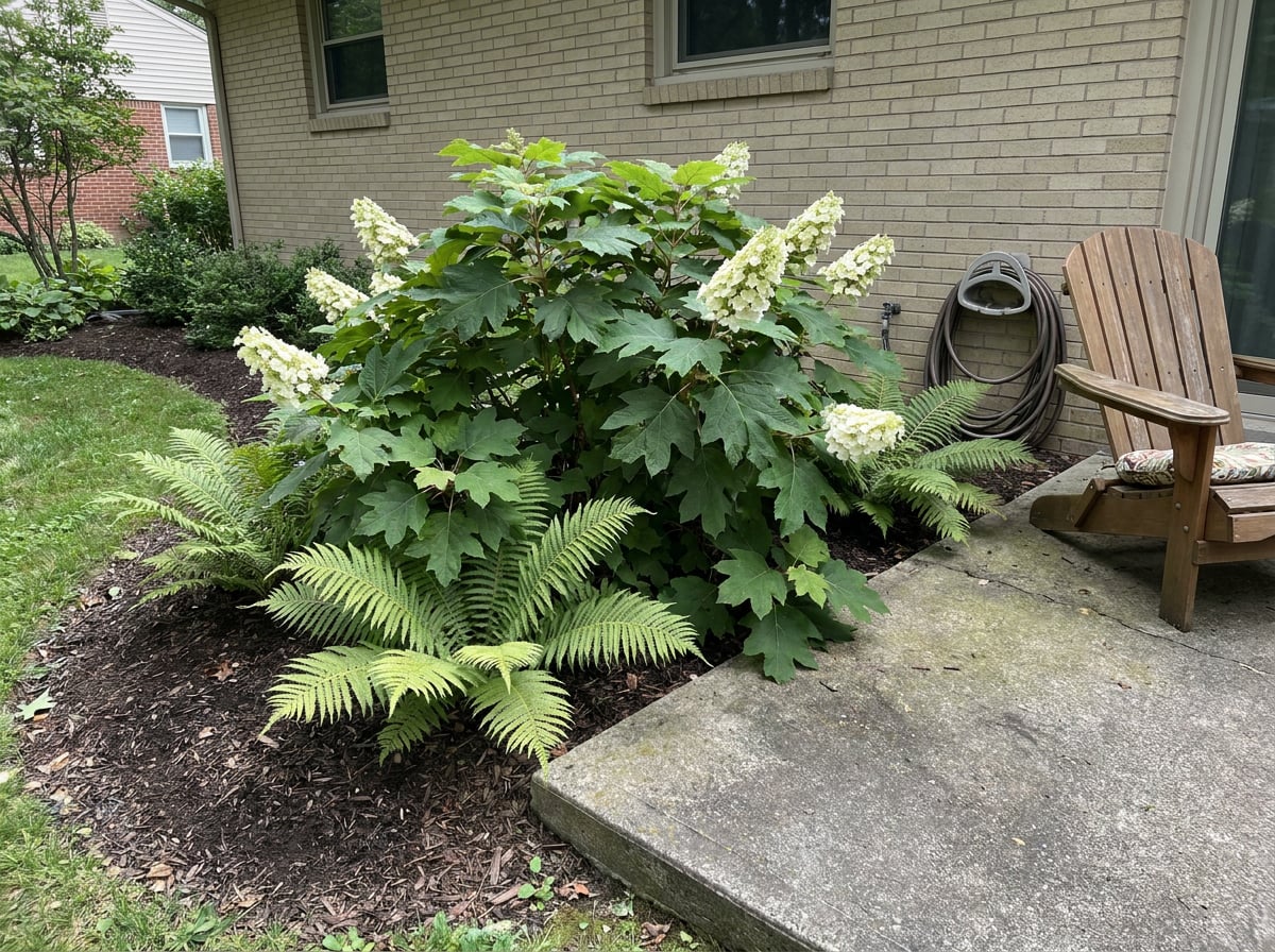 Ferns + Oakleaf Hydrangeas