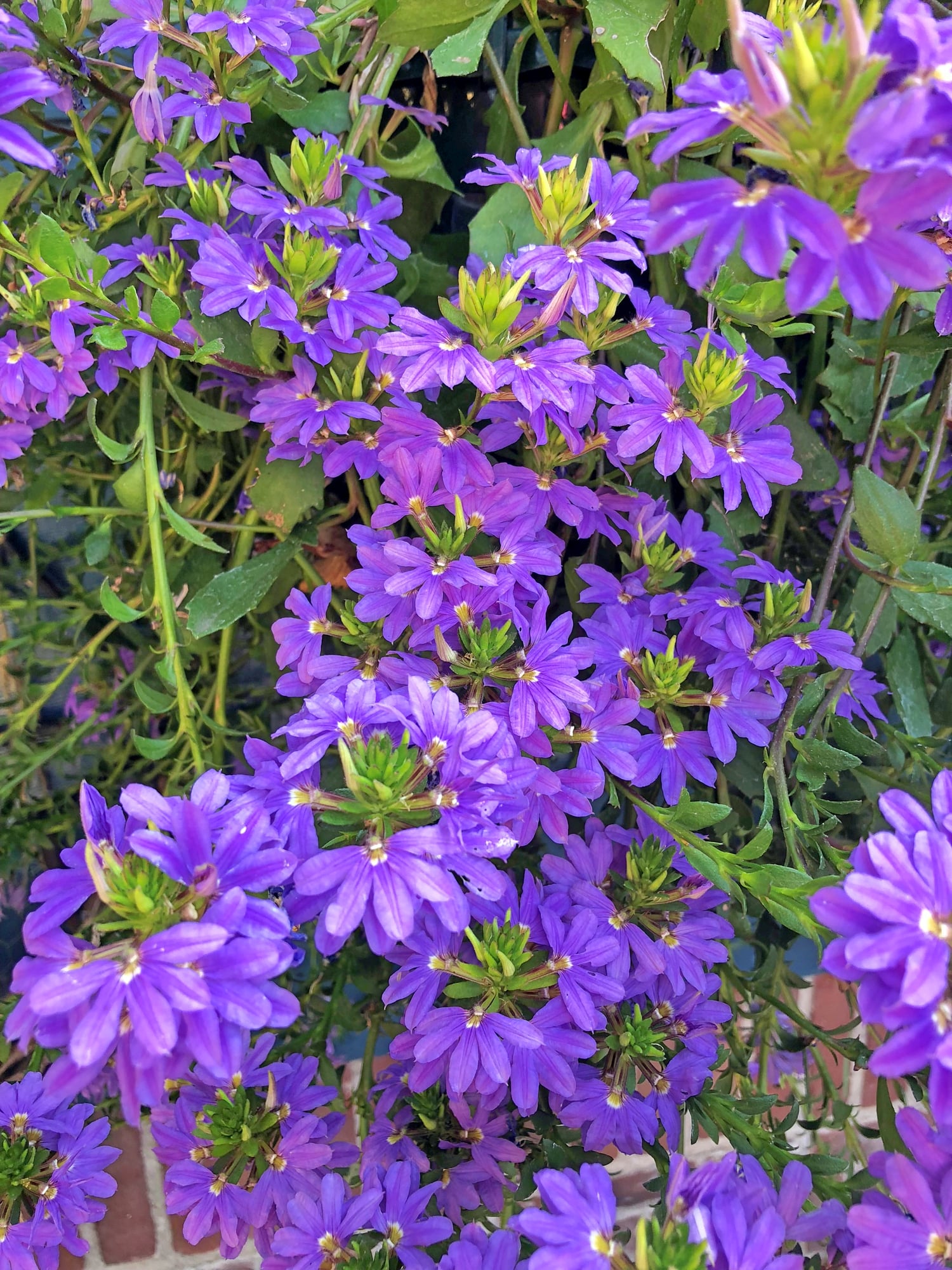 Purple Scaevola Or Blue Fan Flower
