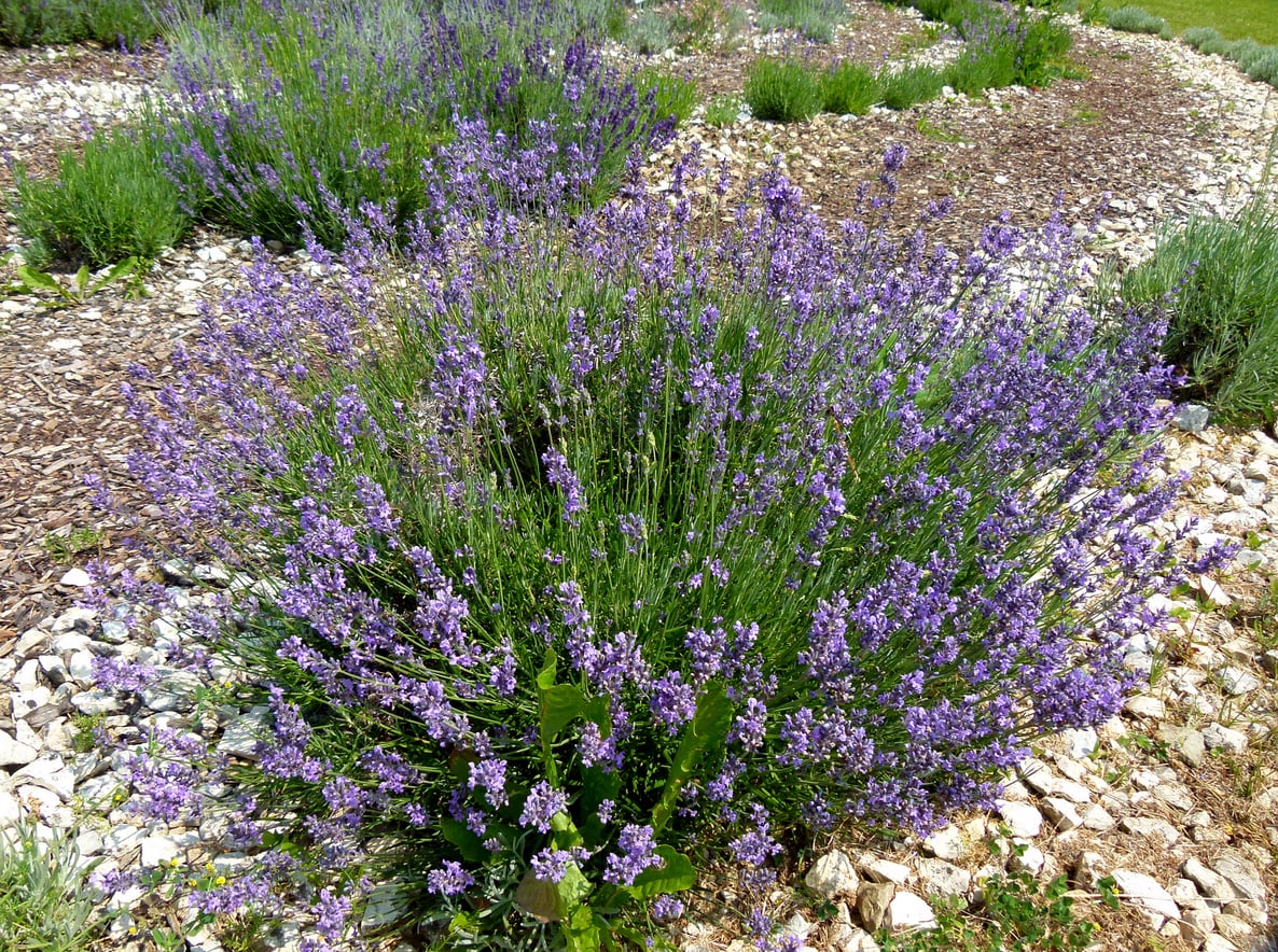 Lavender with stones around roots