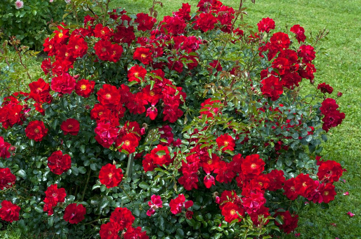 Red Drift Rose