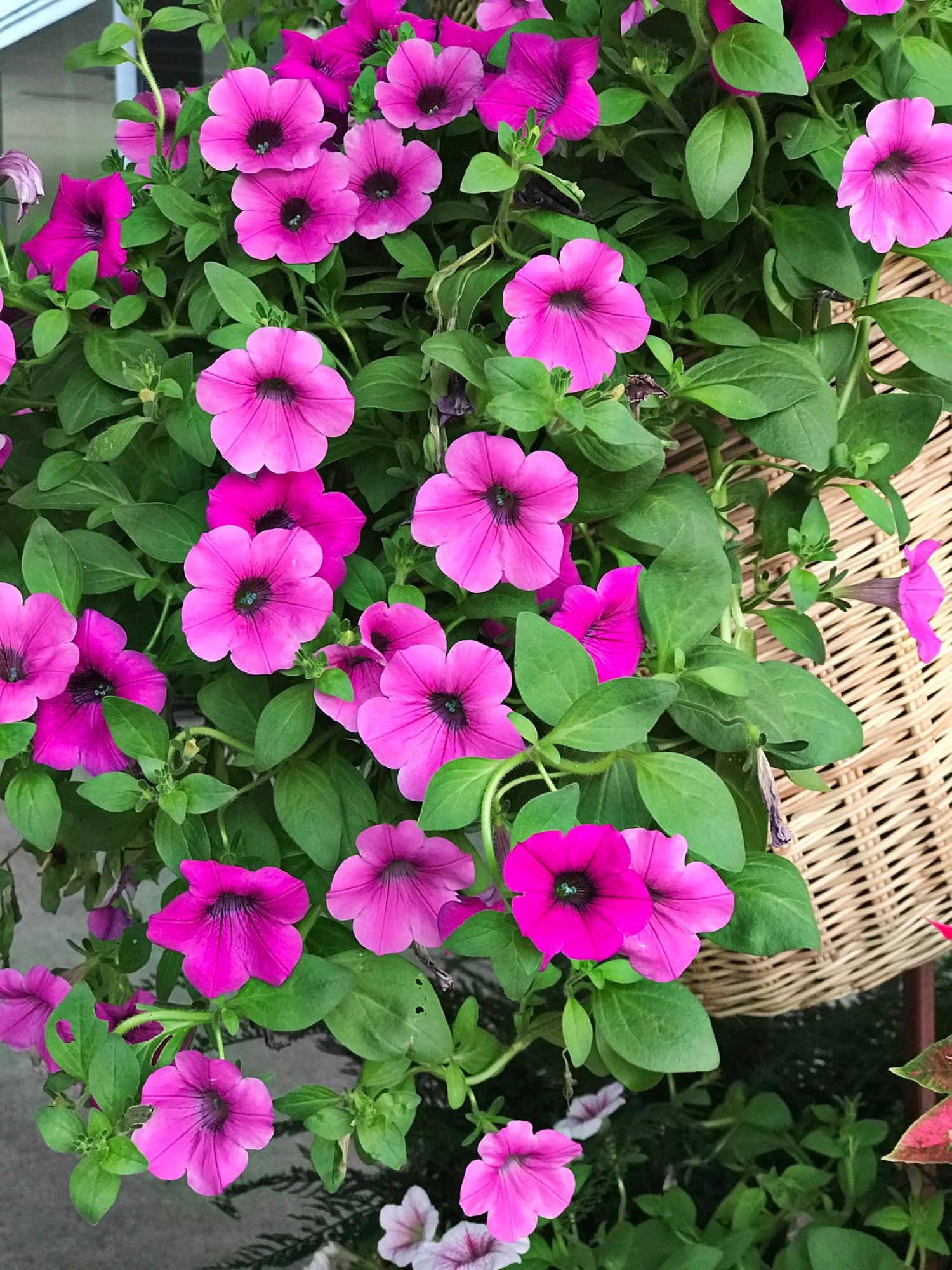 Petunia