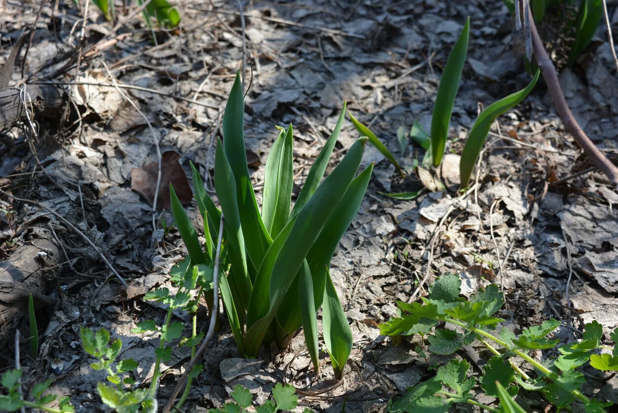 Mulched tulips