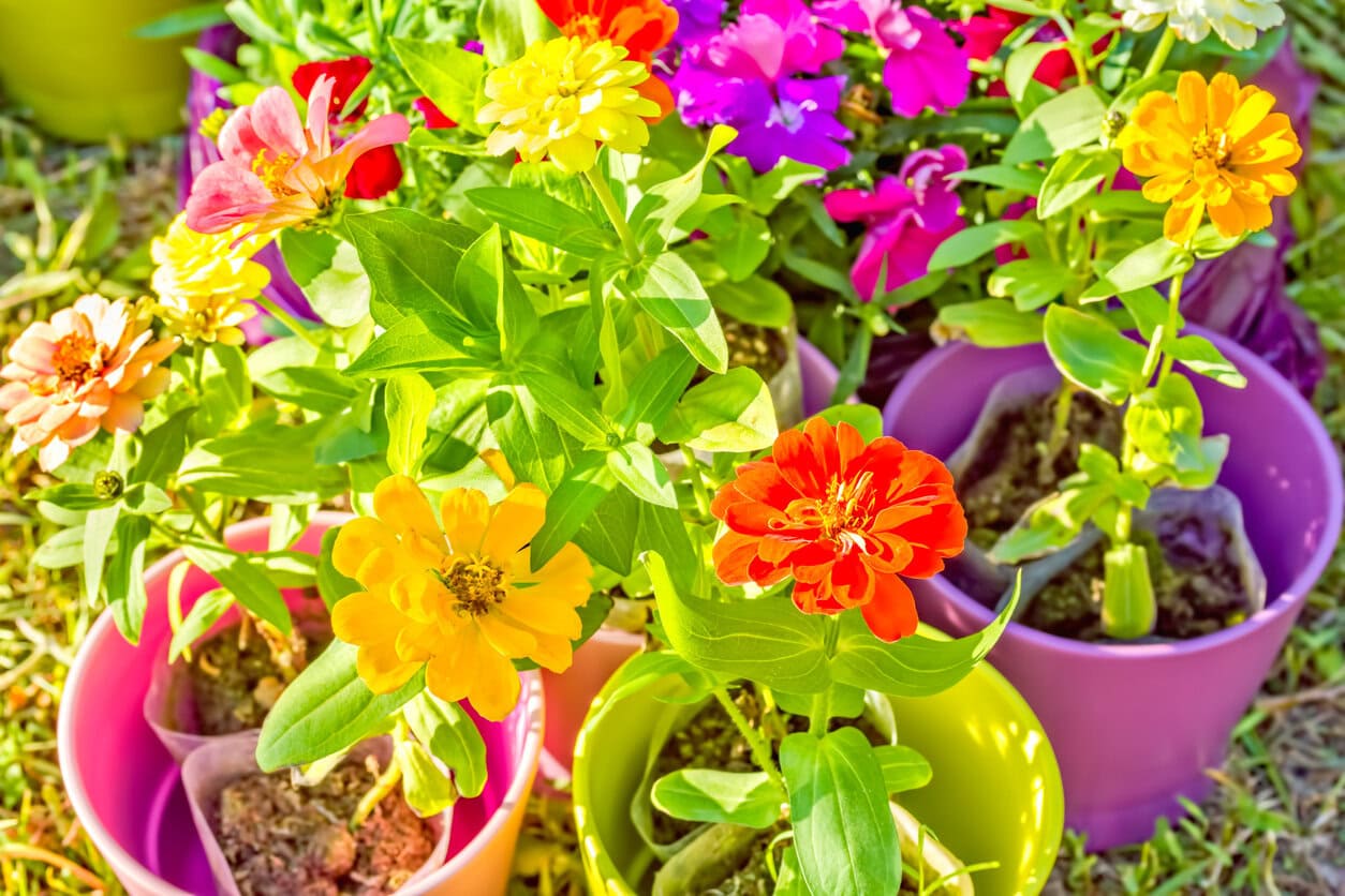 Potted zinnias growing