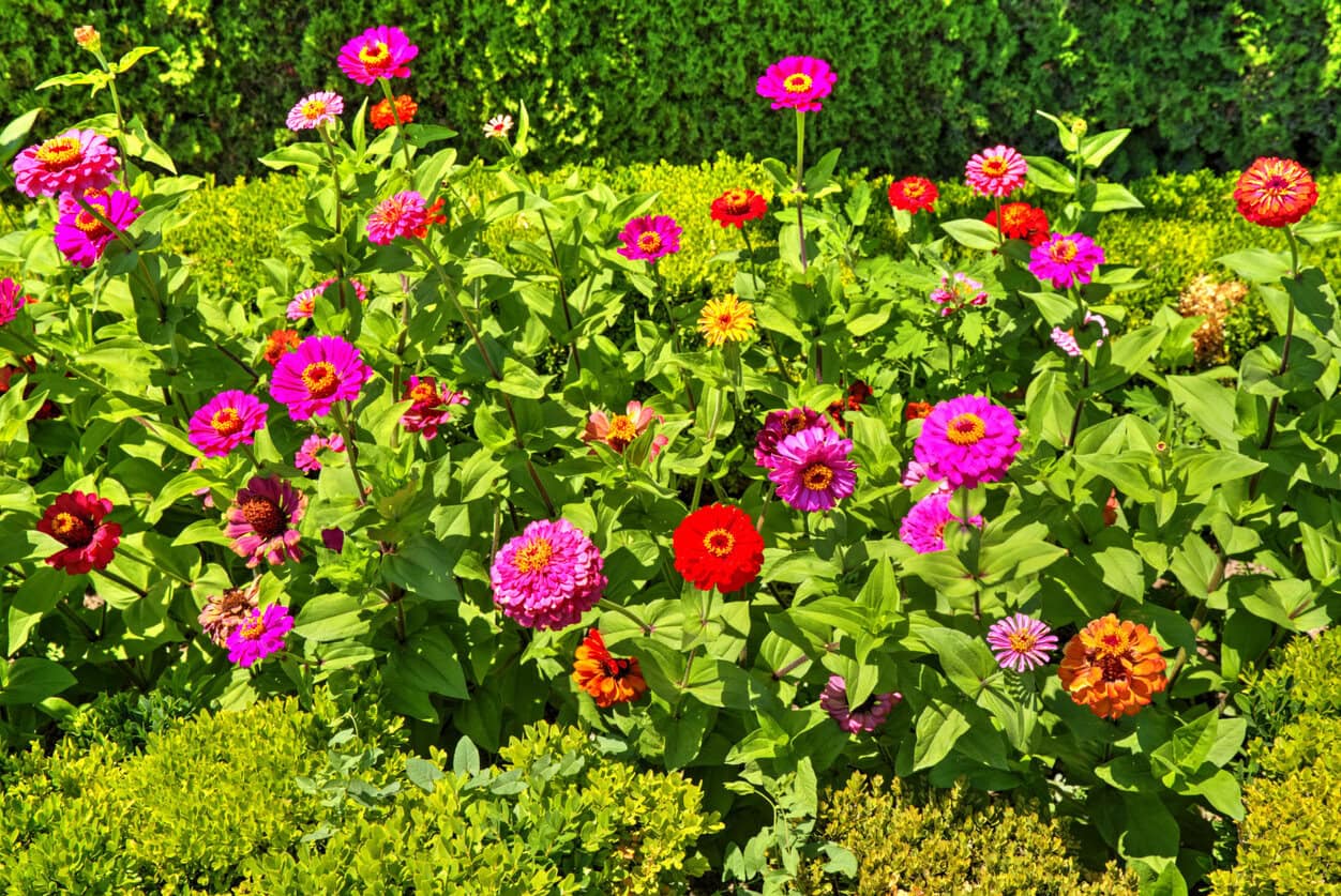 Zinnias full sun
