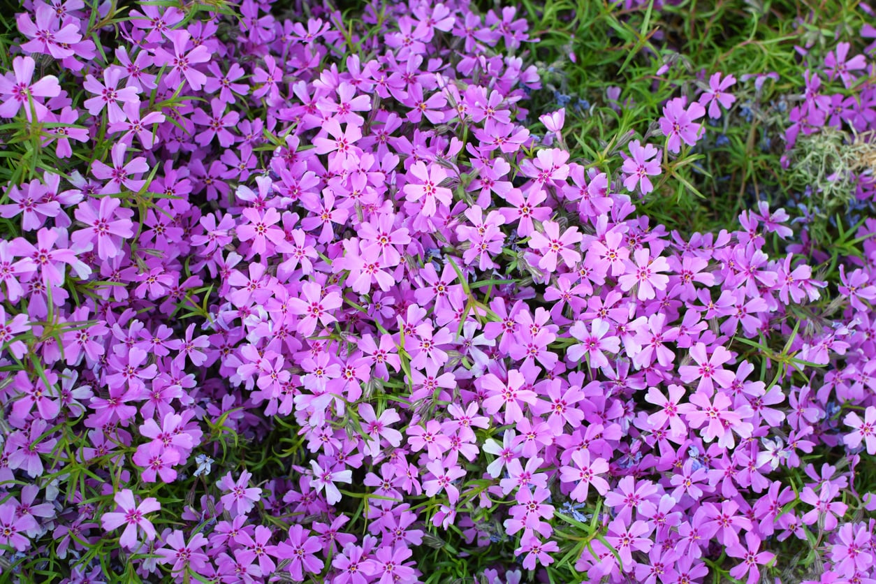 Dwarf Garden Phlox Paparazzi® Gaga