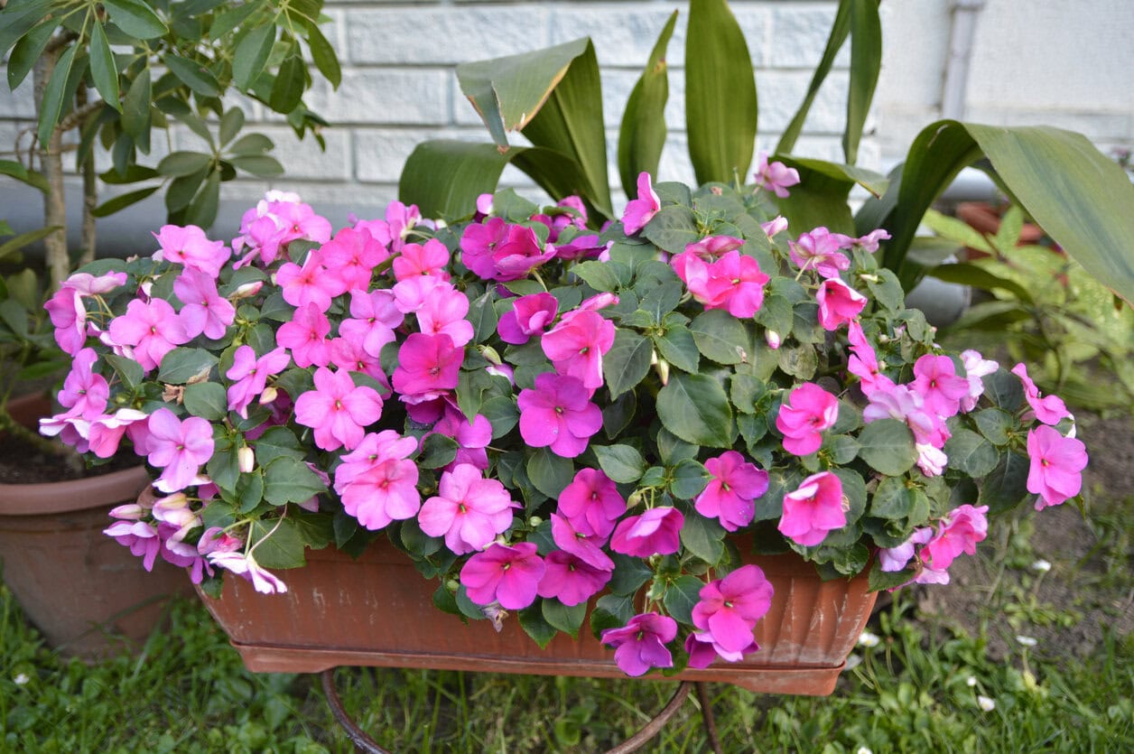 Impatiens