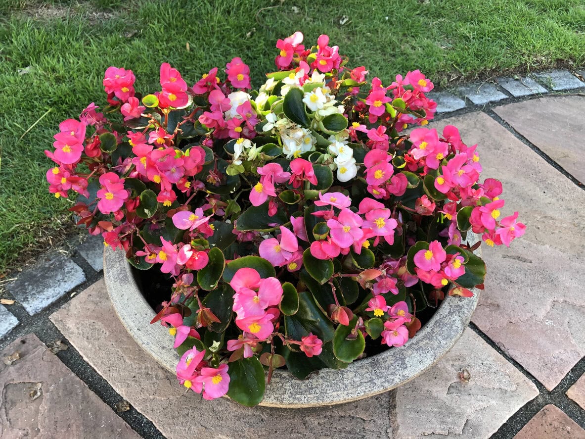 Wax Begonias