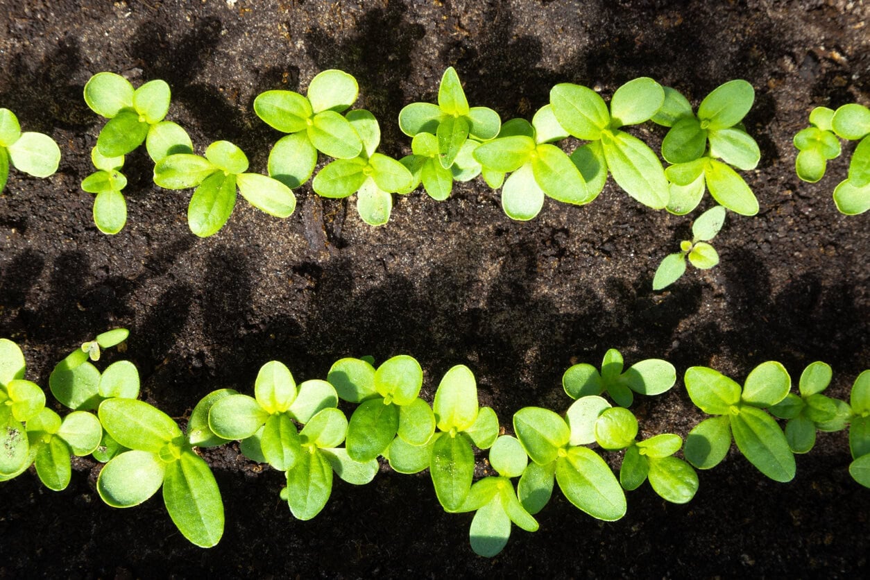 Small zinnia sprouts