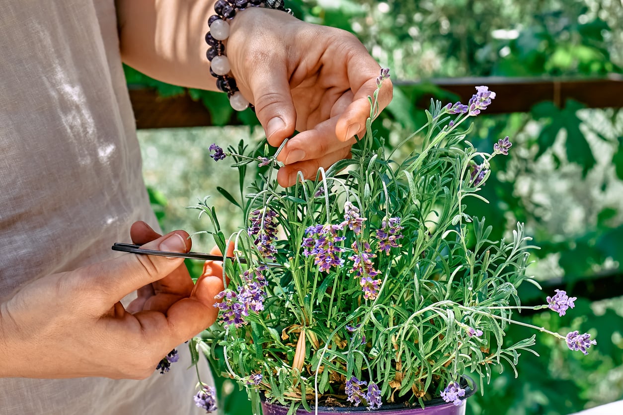 Cutting baby lavender flowers