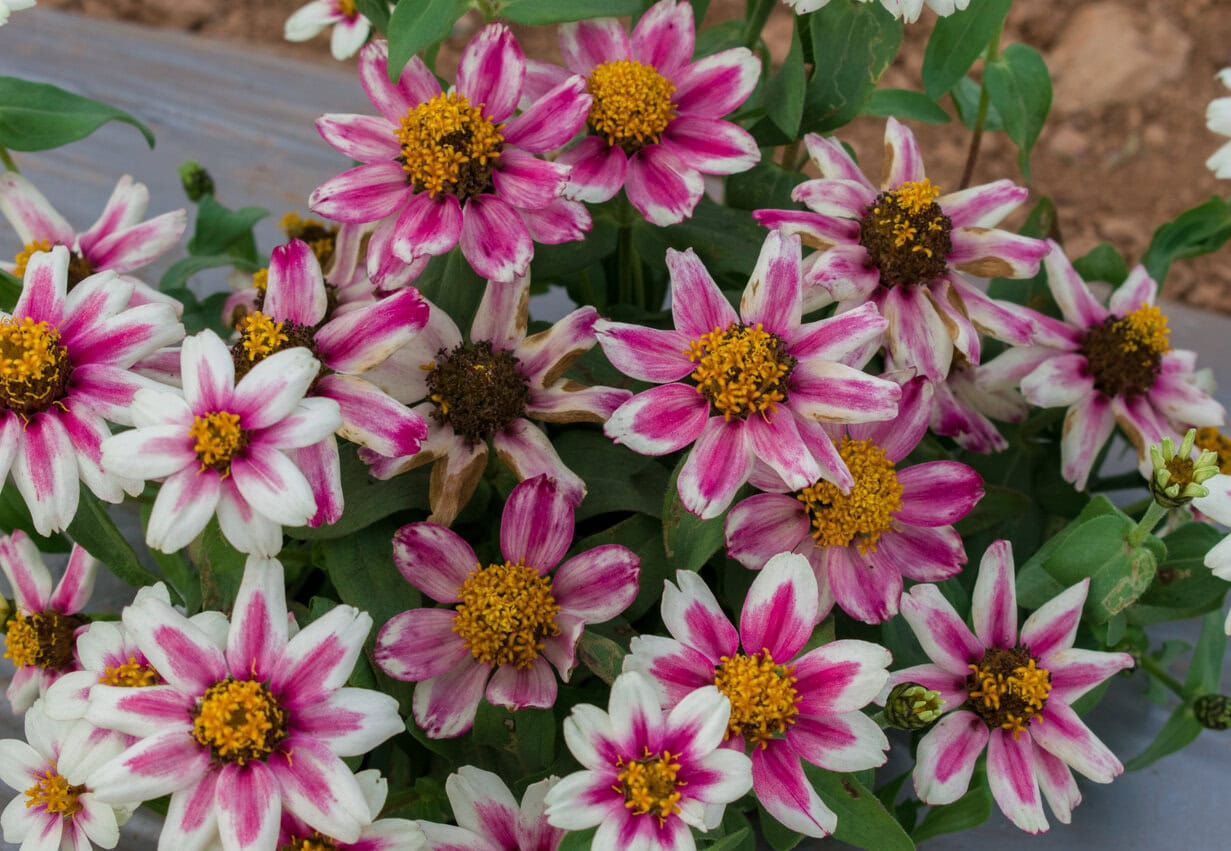 Zahara Zinnia (Dwarf variety)