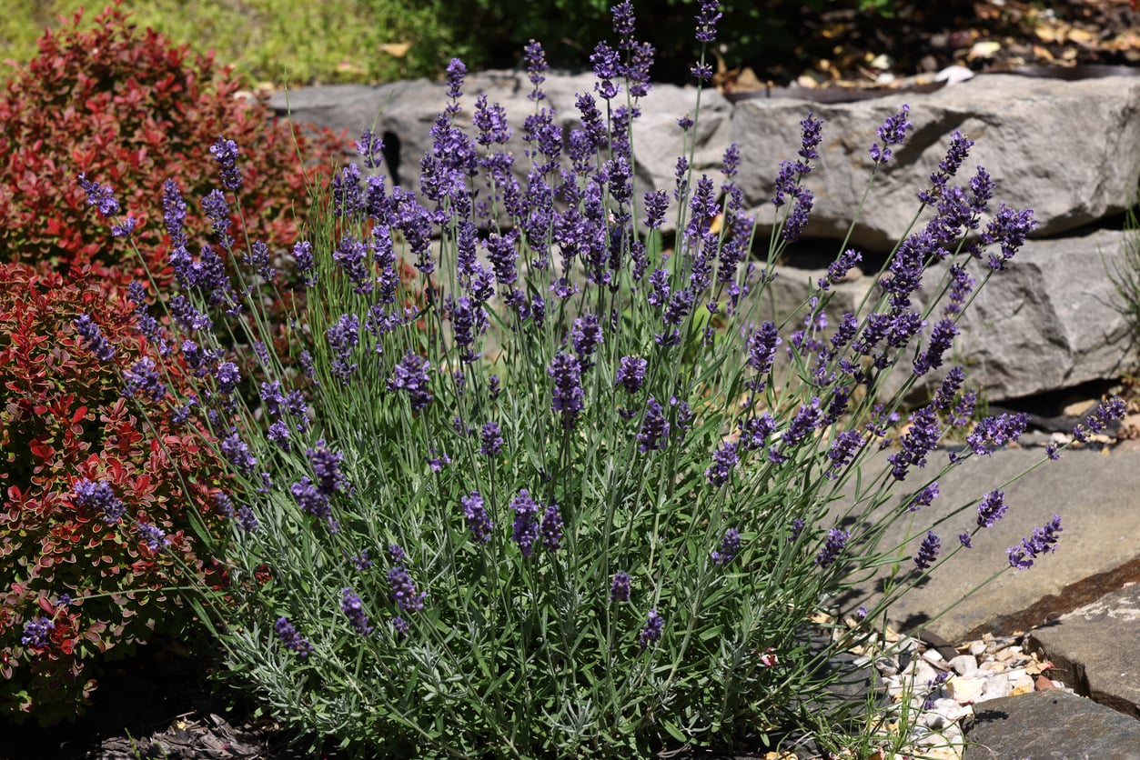 lavender