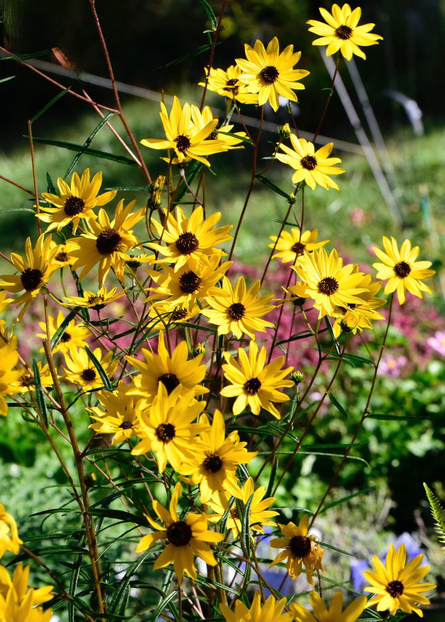 Swamp sunflowers (helianthus angustifolius)