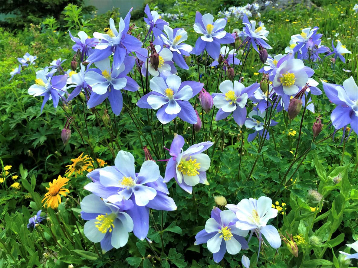 Columbine
