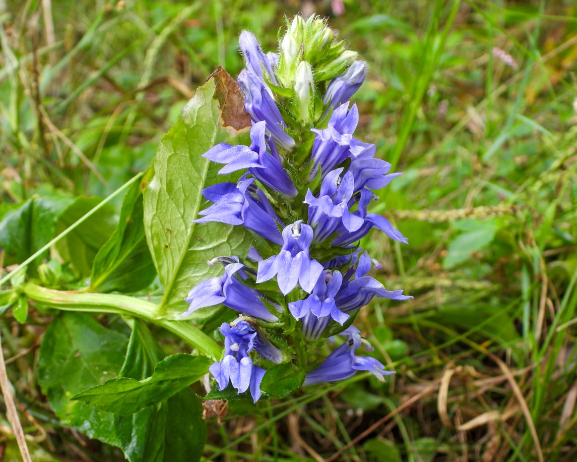 Great Blue Lobelia (Lobelia siphilitica)