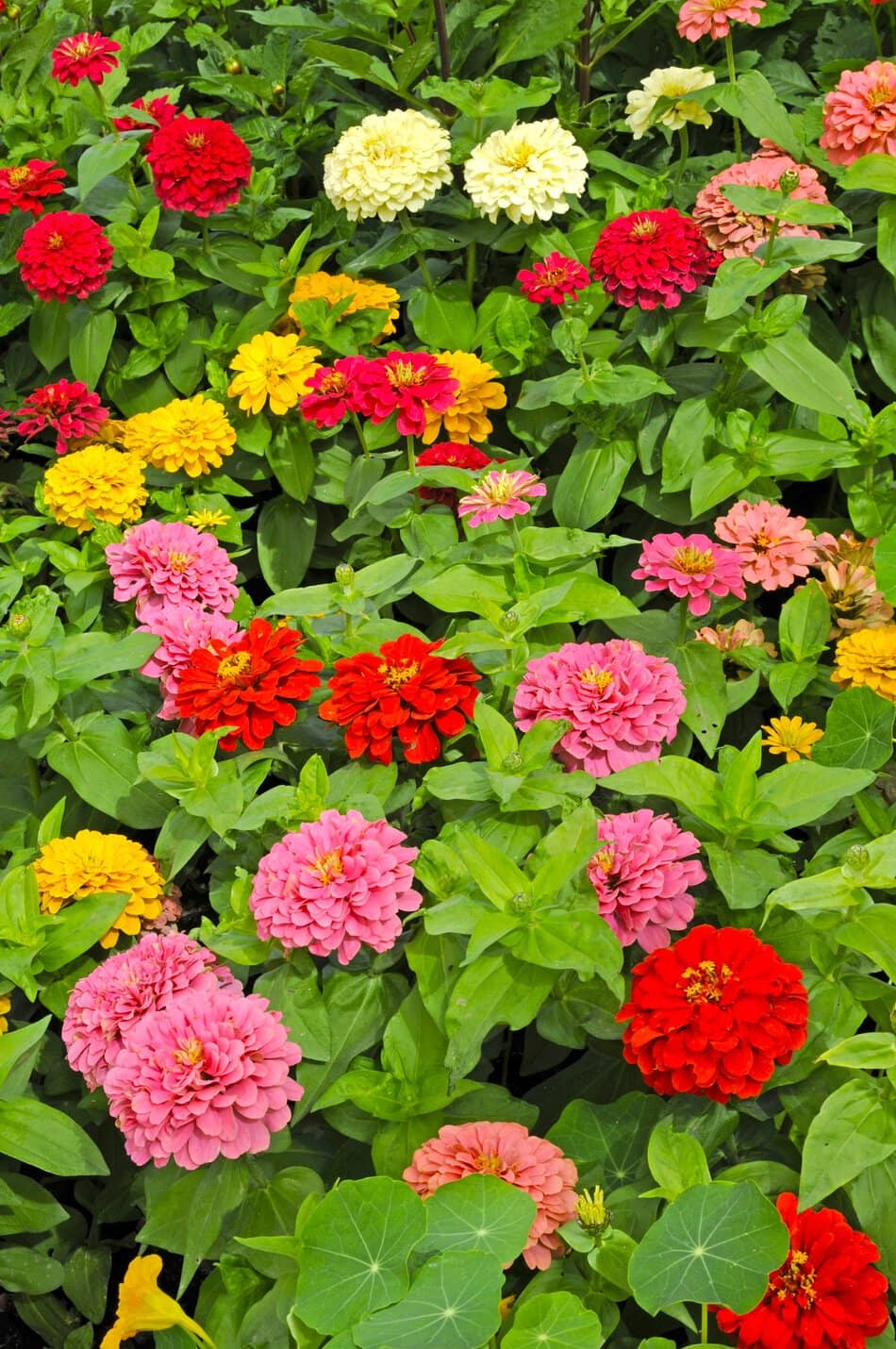 Zinniengarten