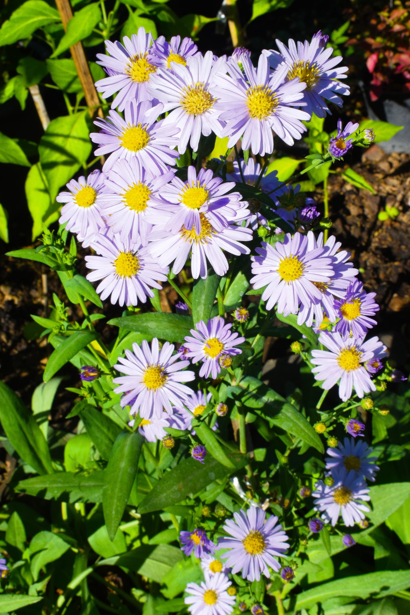 Smooth Blue Aster (Symphyotrichum laeve)