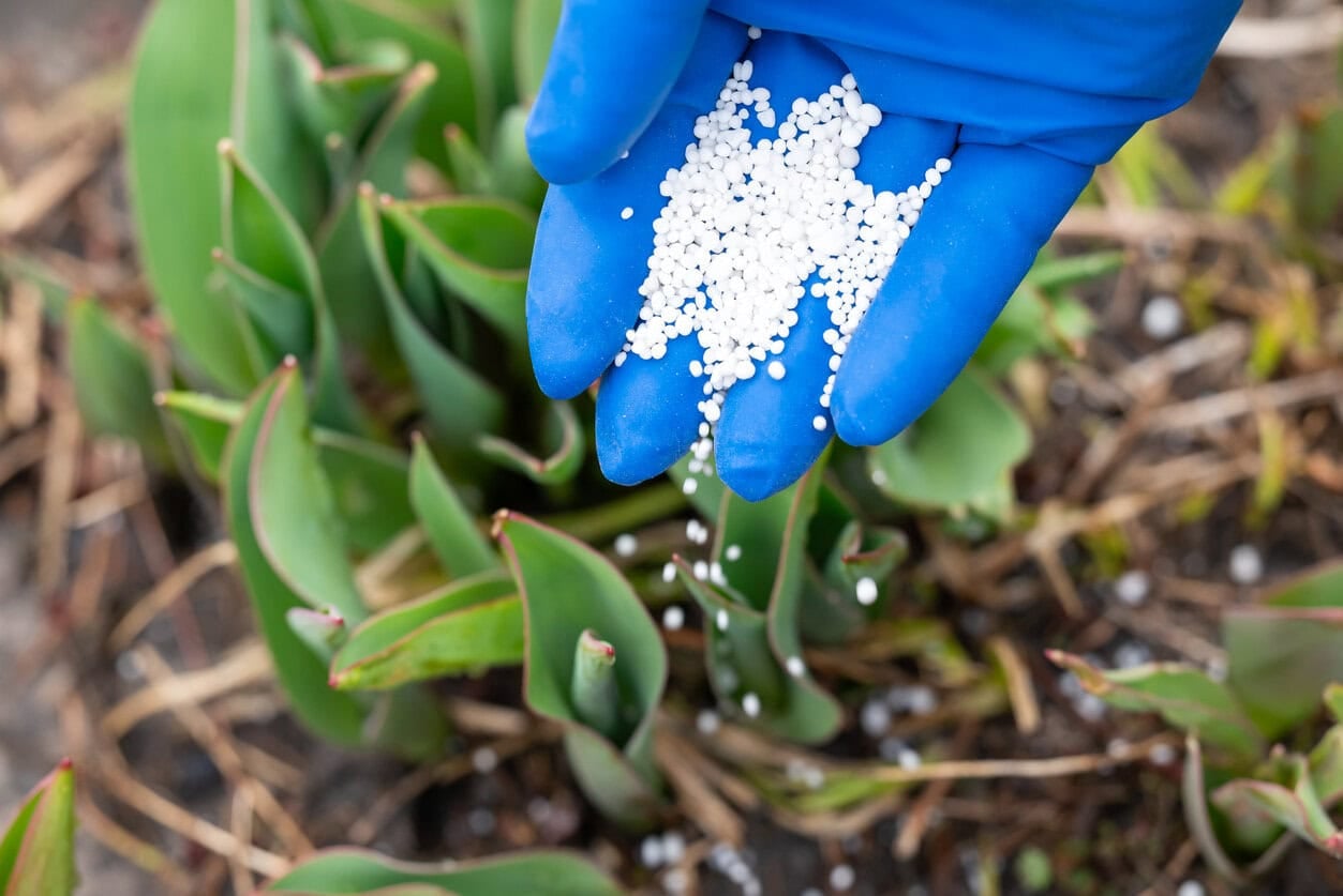 fertilizing tulips