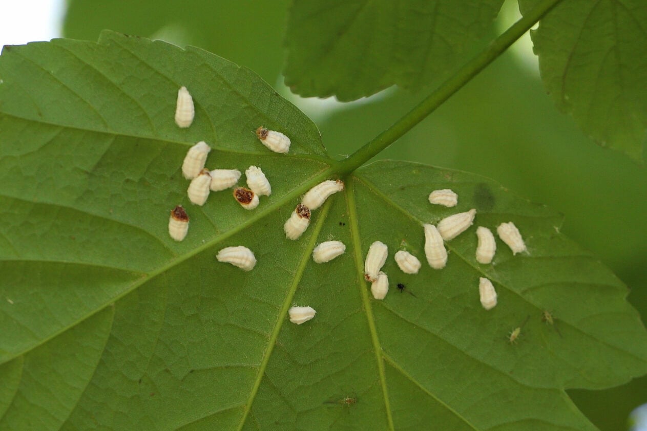 Hydrangea scale (Pulvinaria hydrangeae)