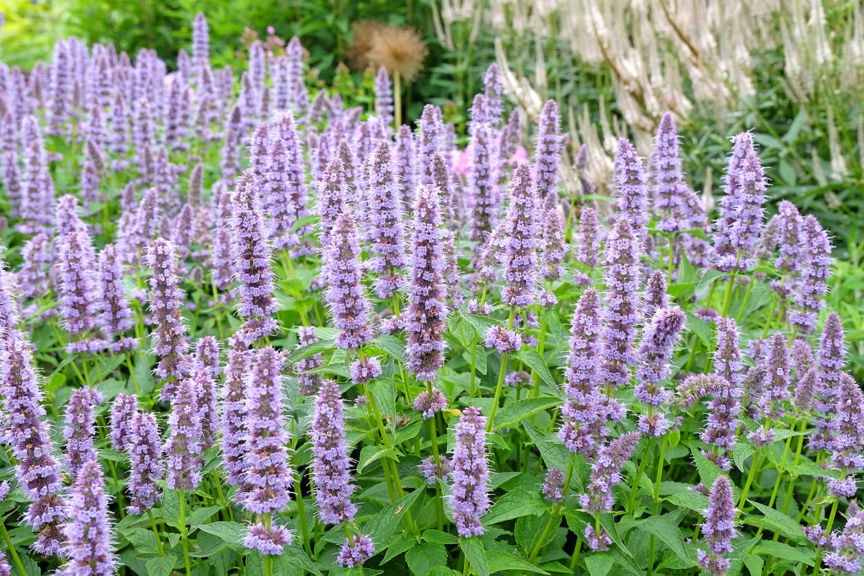 Agastache ‘Blue Fortune’