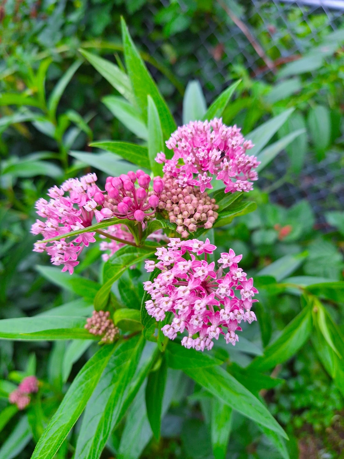 Swamp Milkweed (Asclepias incarnata)