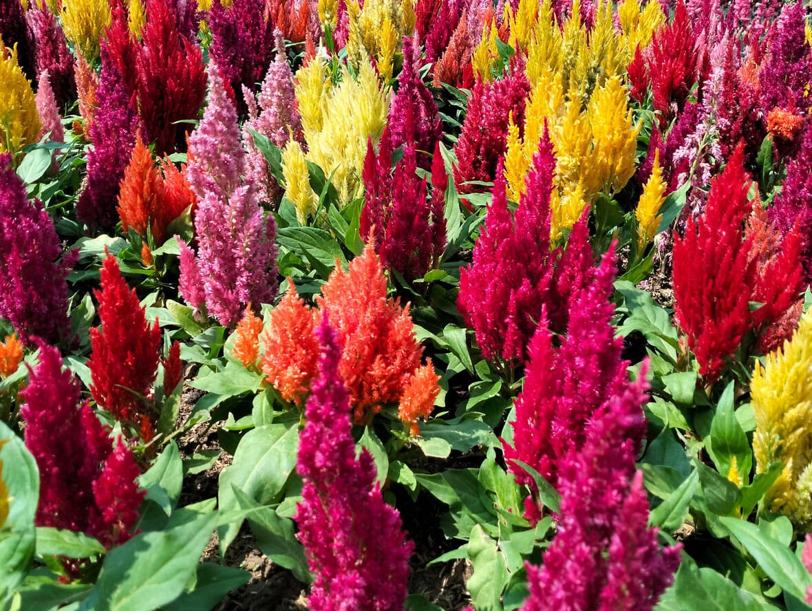 Celosia or cockscomb flowers