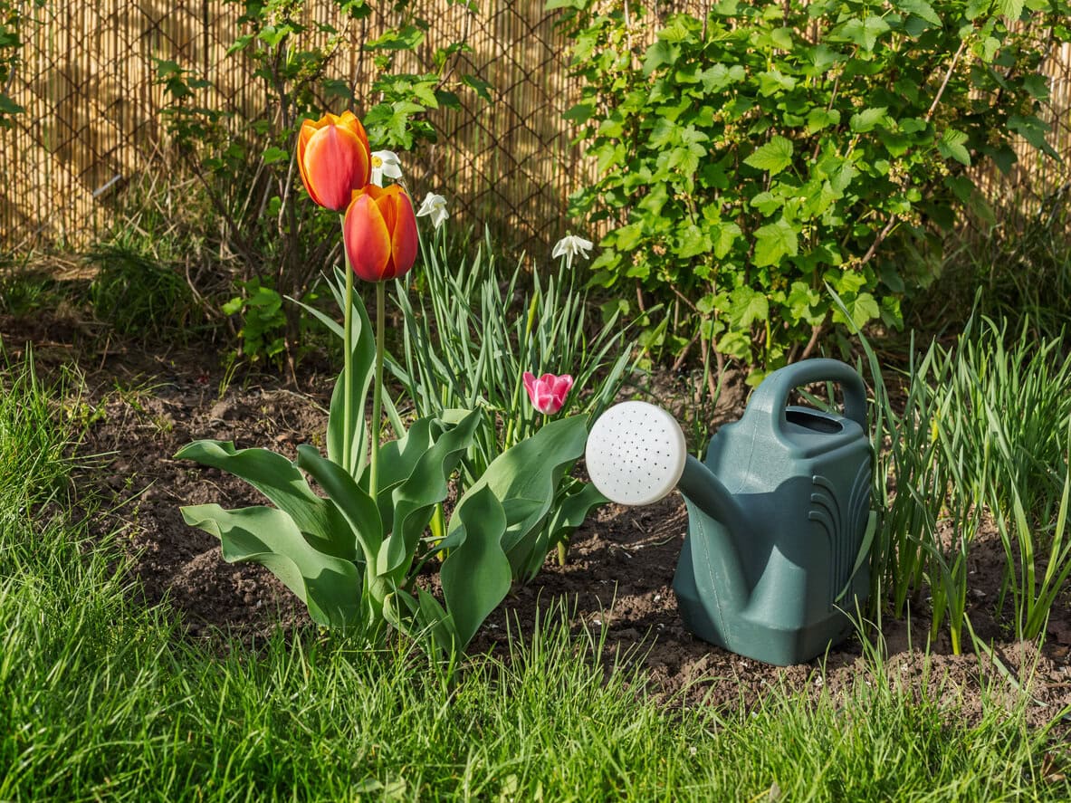 Watering tulips