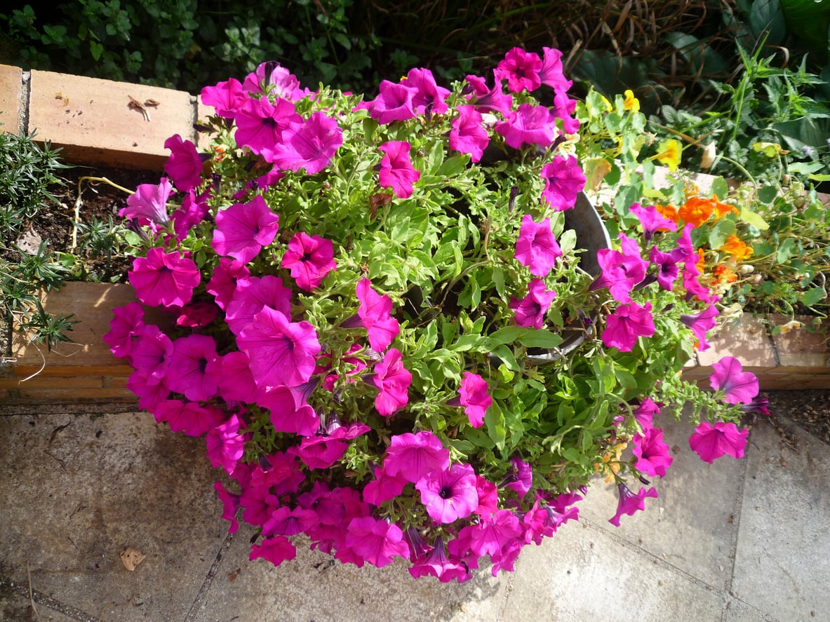 Petunia