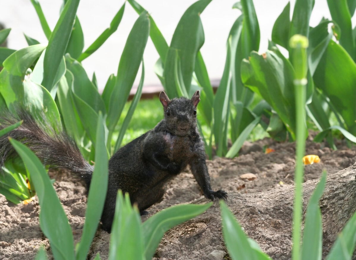 Squirrel tulips