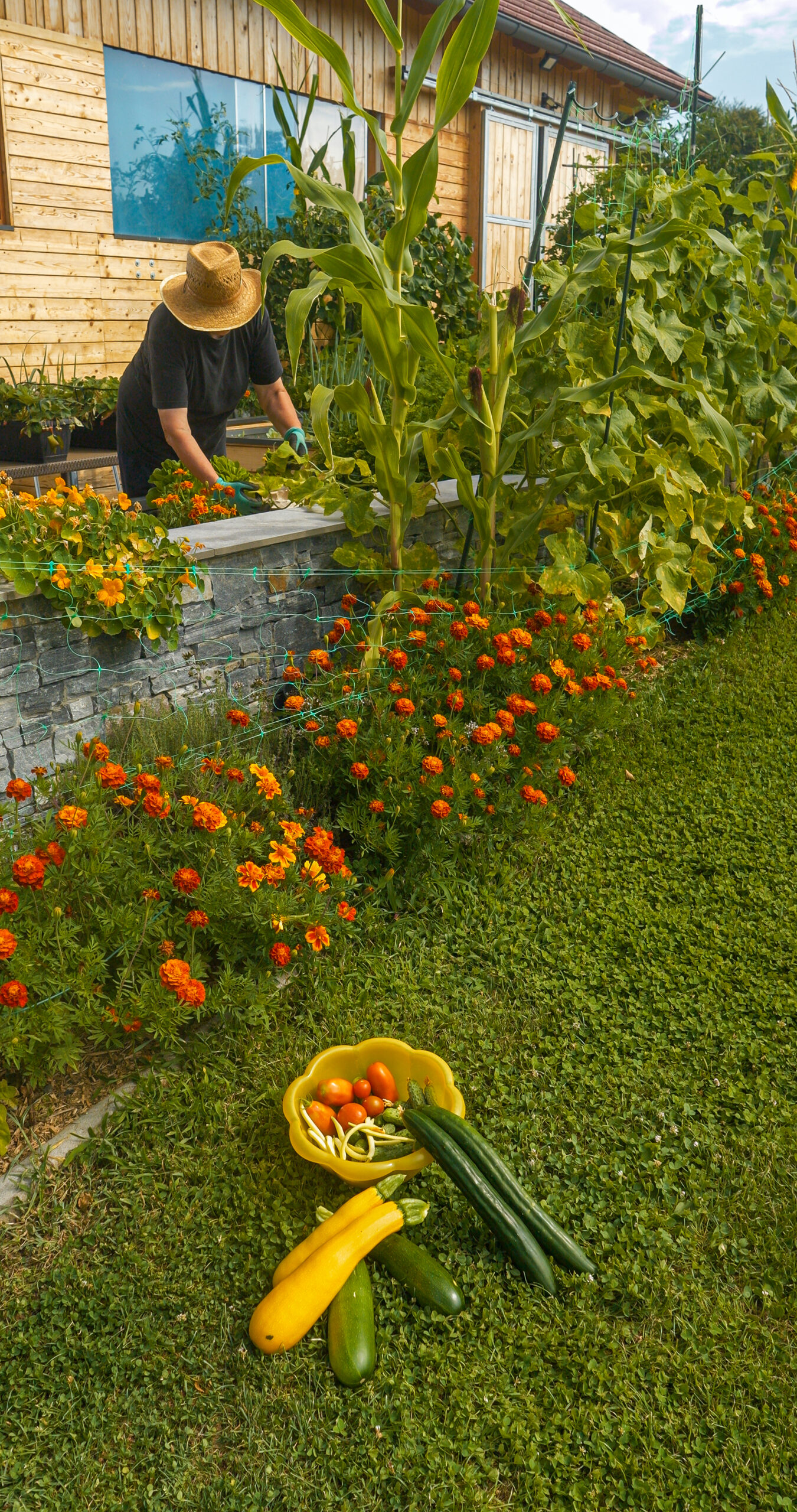 marigolds, corn, and flourishing vegetable freshly harvested