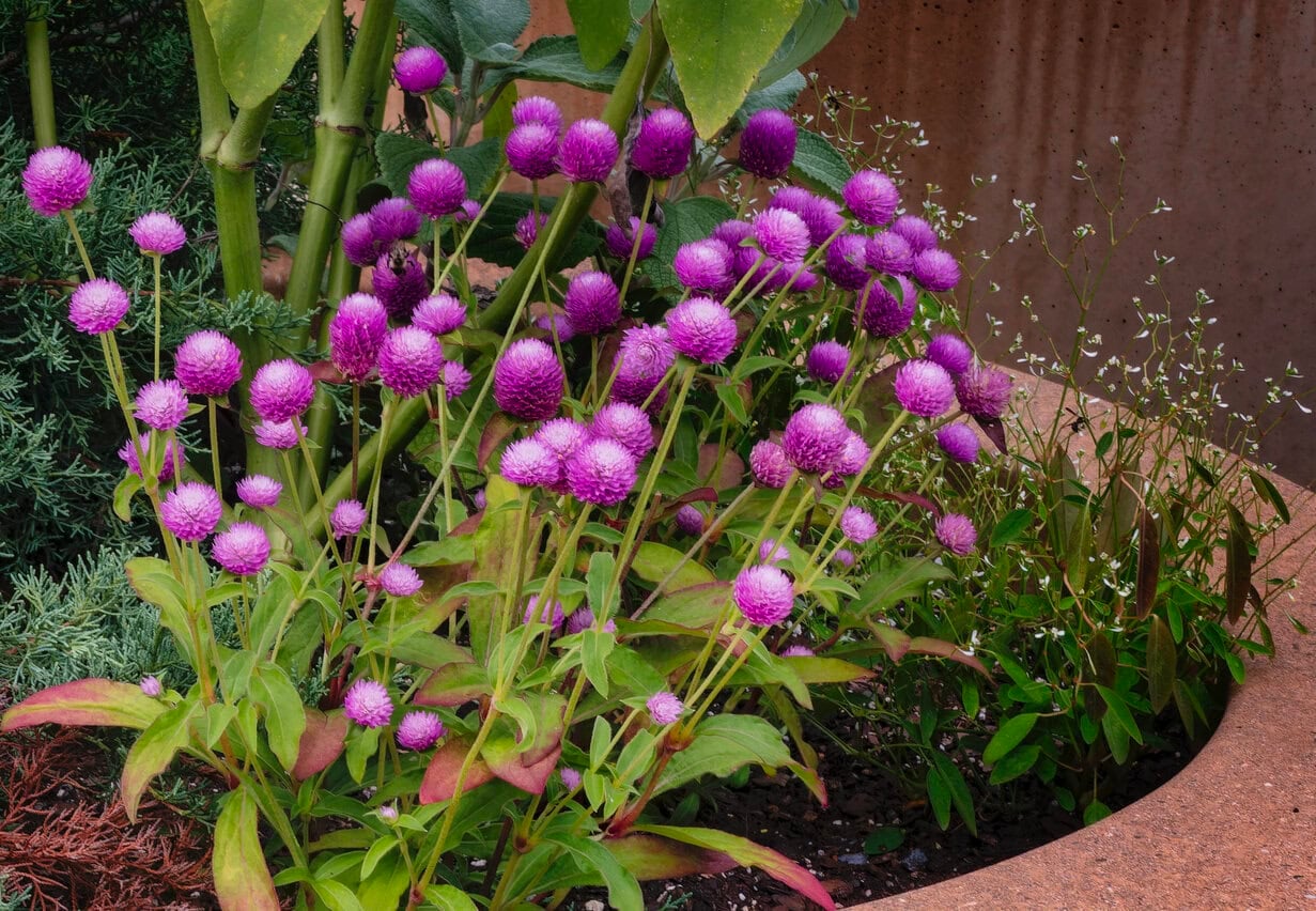 Gomphrena