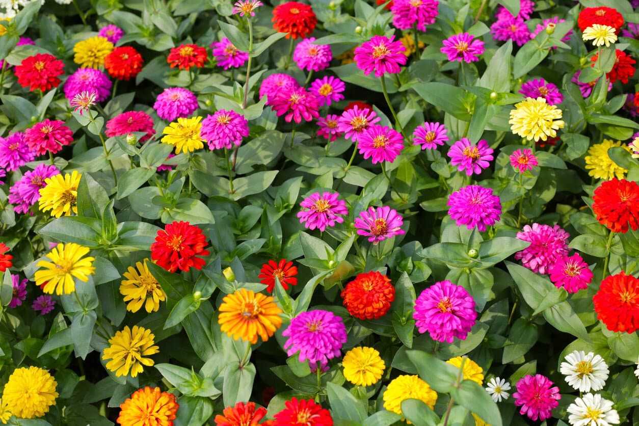 Zinnia garden
