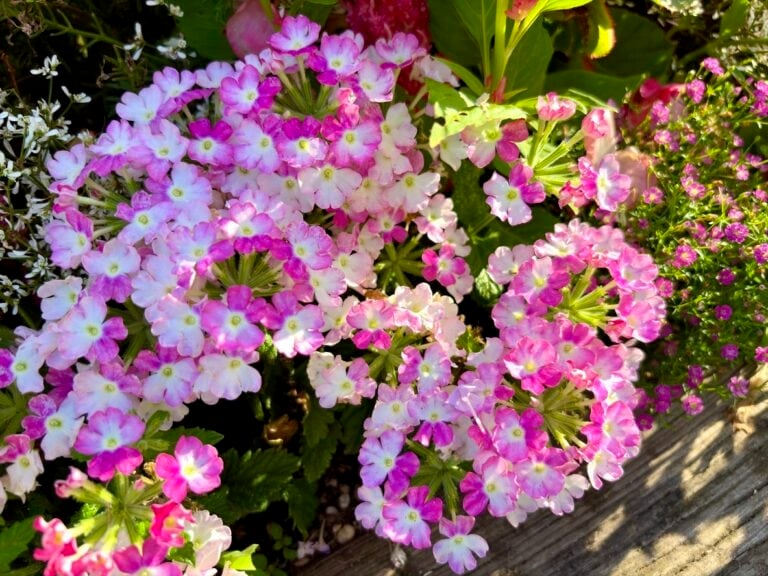 9 Full-Sun Border Plants That Stay Pretty When Summer Gets Brutal
