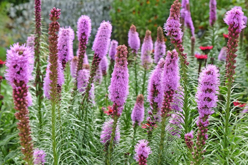 Blazing Star (Liatris spicata)