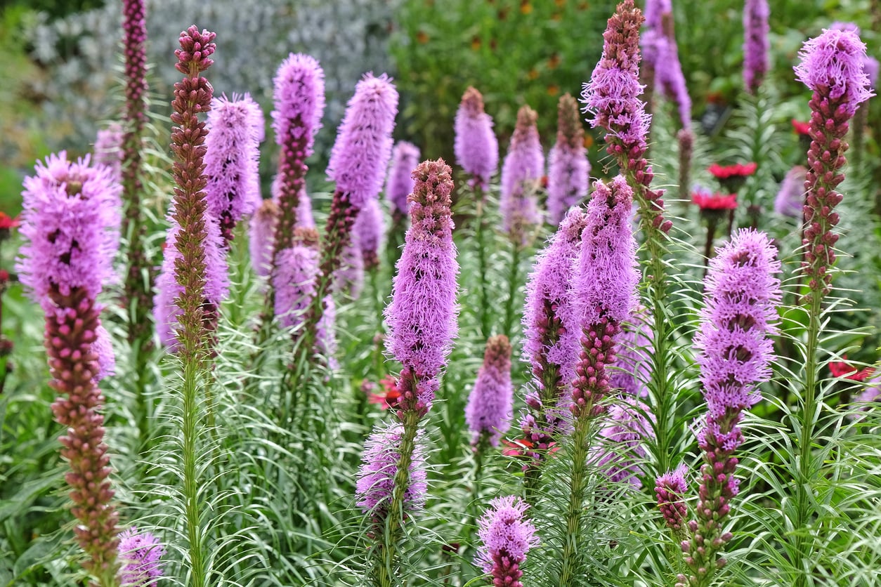 Blazing Star (Liatris spicata)