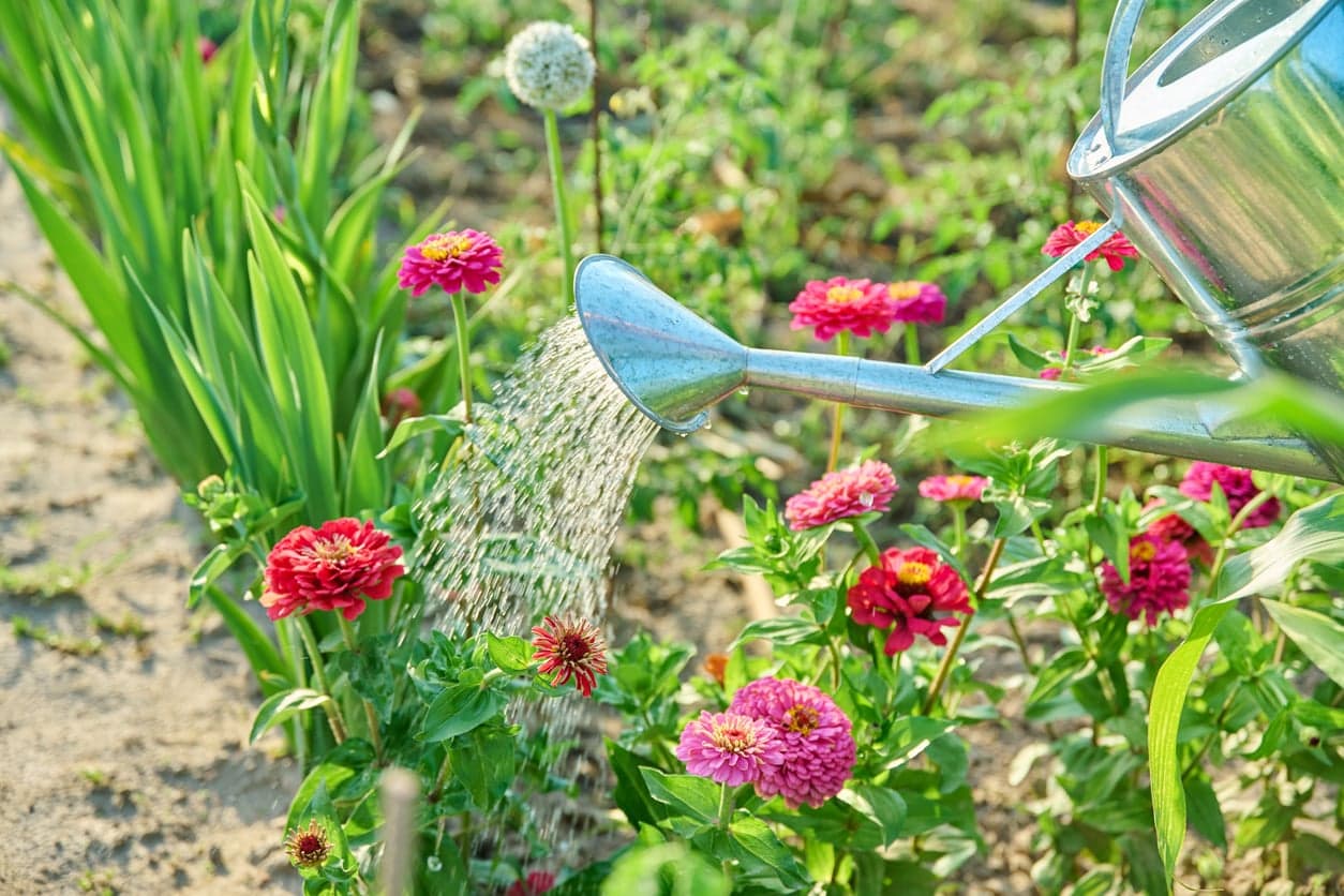 Watering zinnias