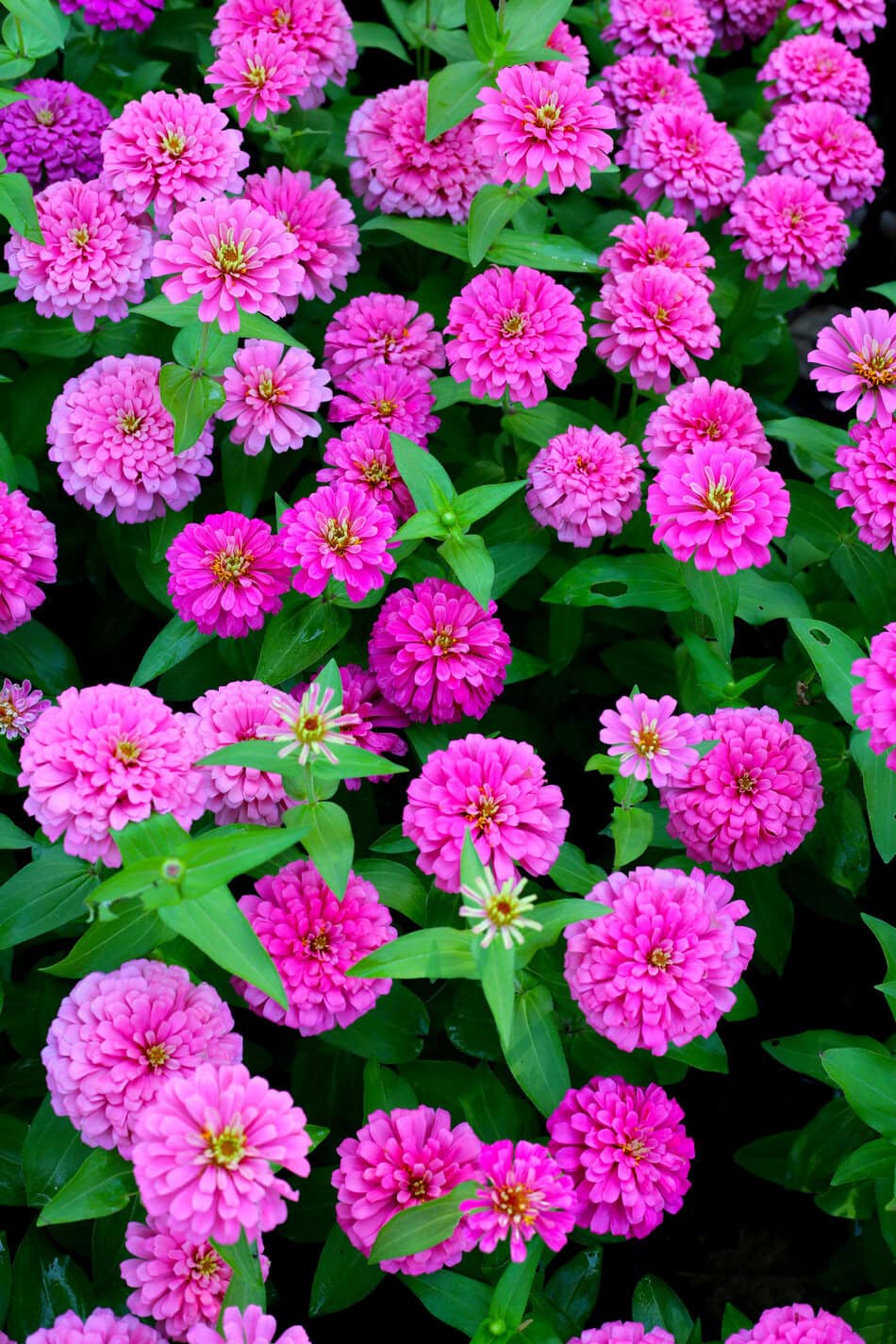 zinnias