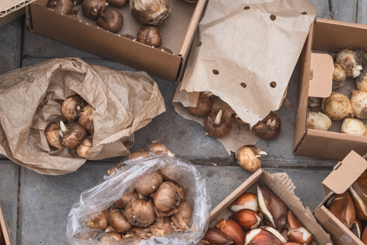 crocuses and other flower bulbs for fall planting