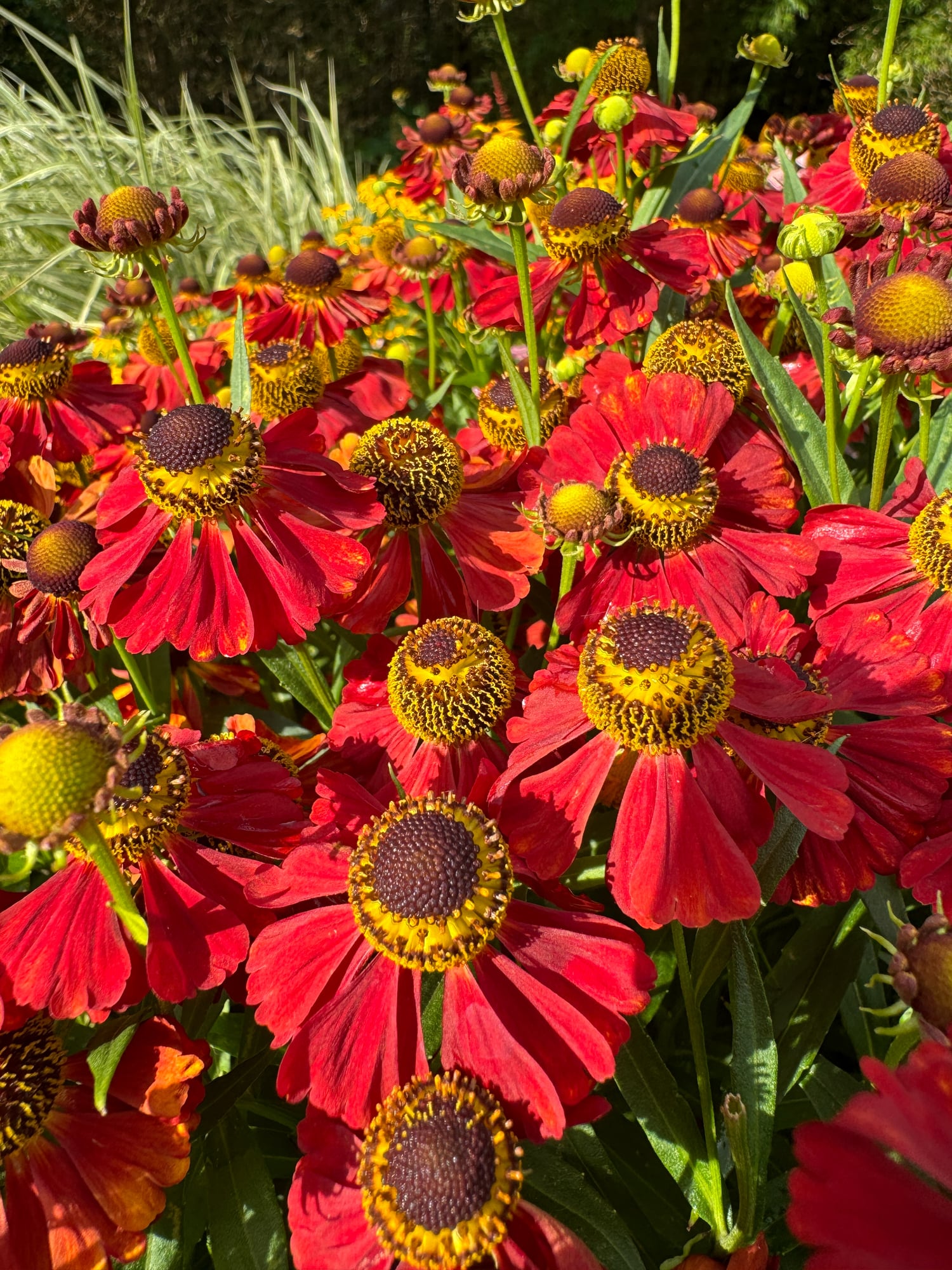 Helenium (Sneezeweed)