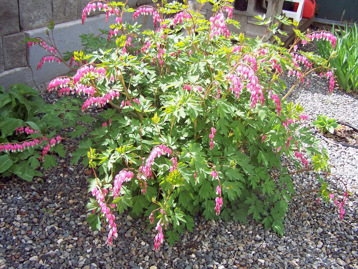 Bleeding Heart (Dicentra)