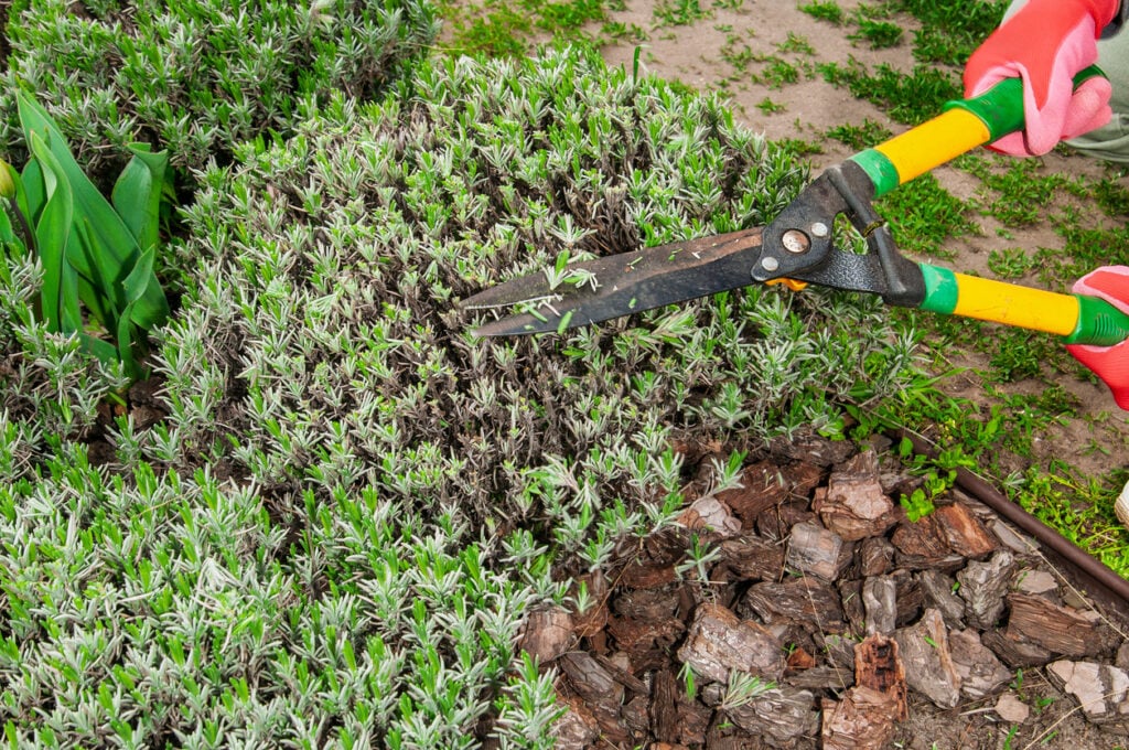Pruning lavender in spring