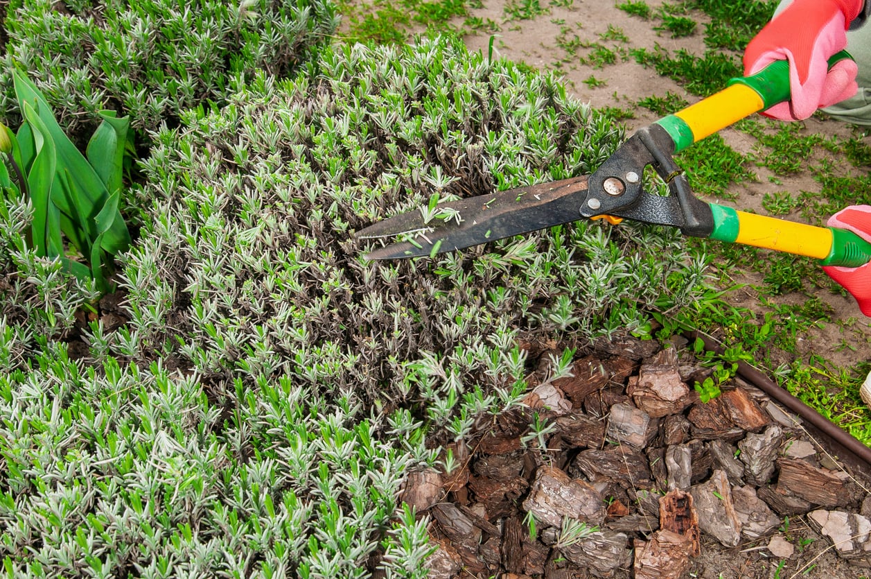 Pruning lavender in spring