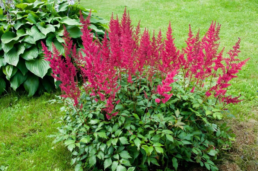 Astilbe and hosta