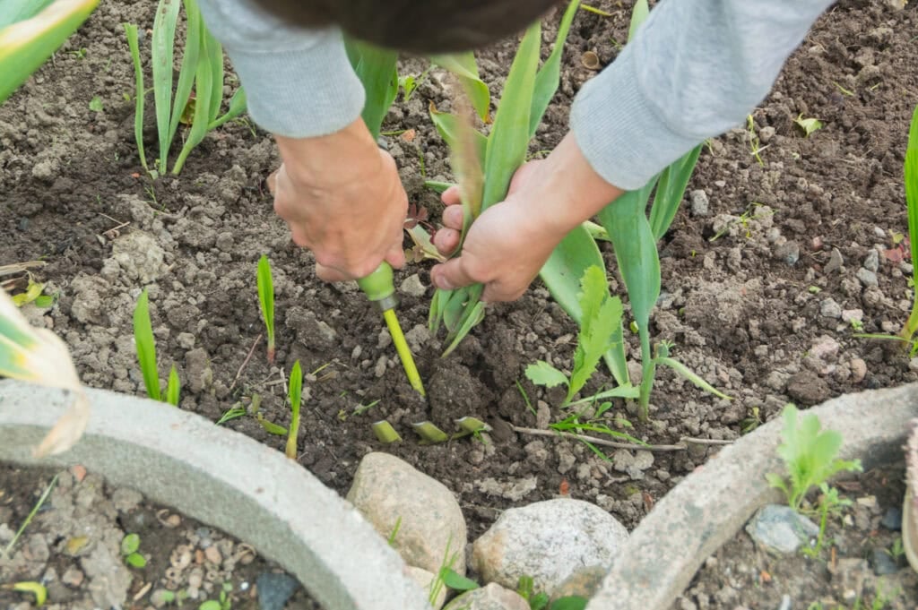Digging up tulips