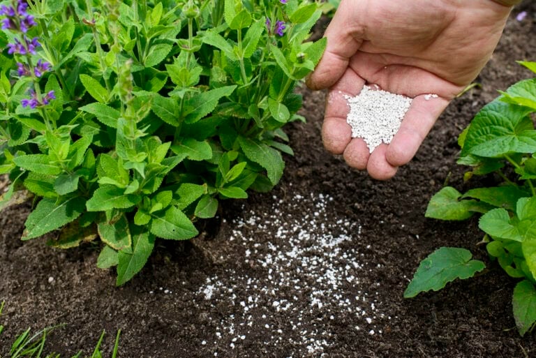 11 Flowers To Fertilize In Spring For A Better Blooming Season